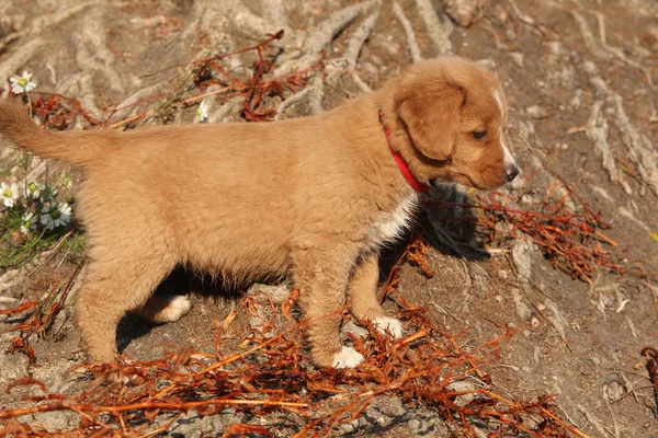 令人惊奇的新斯科舍省上自然根的小狗 — 图库照片
