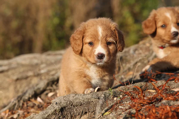 自然の根にノバスコシア州の素晴らしい子犬 — ストック写真