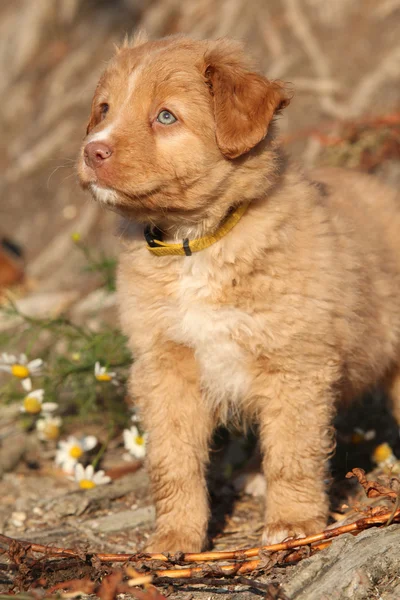 Increíble cachorro de Nueva Escocia en raíces de la naturaleza —  Fotos de Stock