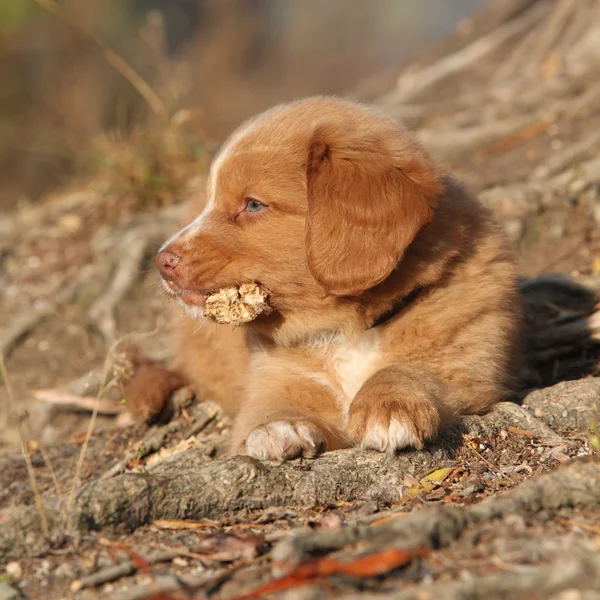 Prachtige puppy van nova scotia liggend op wortels — Stockfoto
