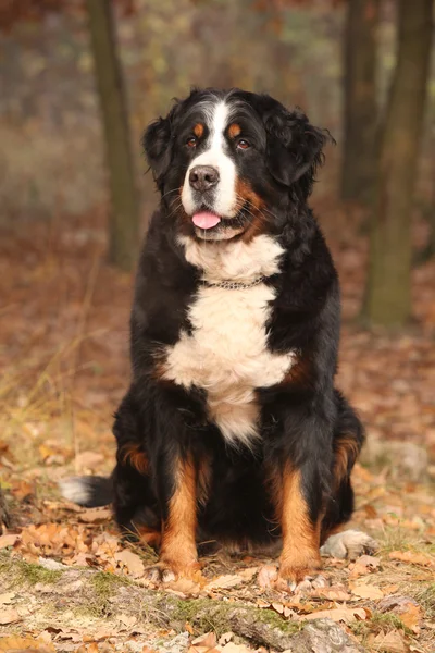 Schöner Berner Sennenhund sitzt im Herbstwald — Stockfoto