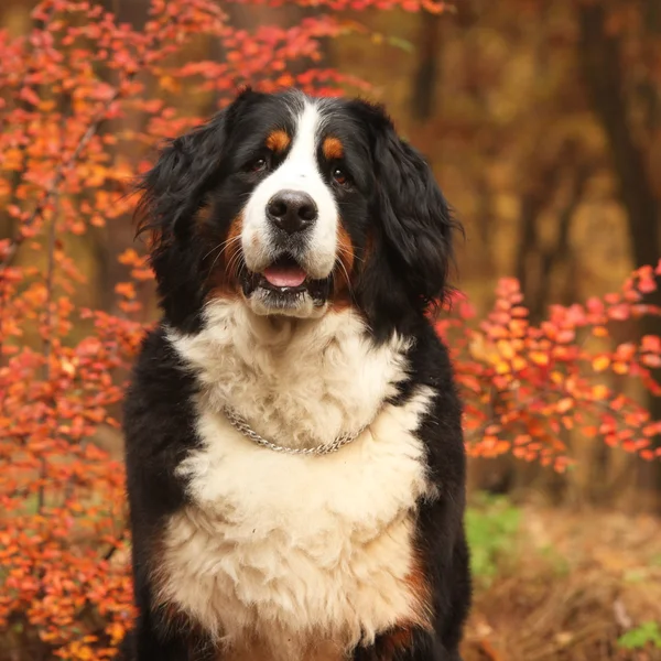 Hermoso perro de montaña bernés sentado en el bosque de otoño —  Fotos de Stock