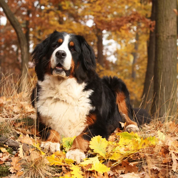 Şaşırtıcı bernese dağ köpeği sonbahar ormanda yalan