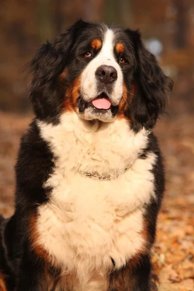 Güzel bernese dağ köpeği sonbahar ormanda oturan — Stok fotoğraf