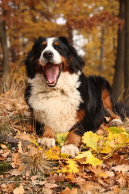 Şaşırtıcı bernese dağ köpeği sonbahar ormanda yalan