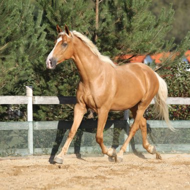 Çalışan şaşırtıcı palomino warmblood