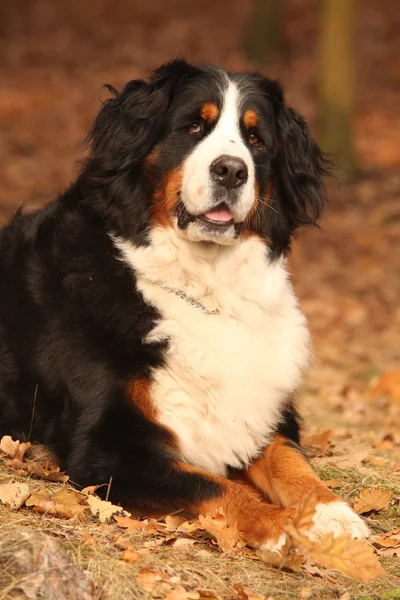 가 숲에 누워 놀라운 bernese 산 개 — 스톡 사진