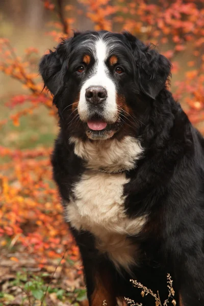 Hermoso perro de montaña bernés sentado en el bosque de otoño —  Fotos de Stock