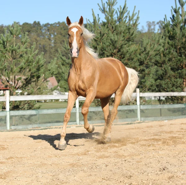 Csodálatos palomino melegvérű fut — Stock Fotó