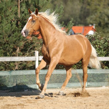 Çalışan şaşırtıcı palomino warmblood
