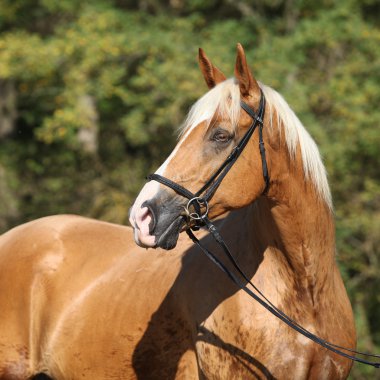 Sarışın saçlı güzel inanılmaz palomino warmblood