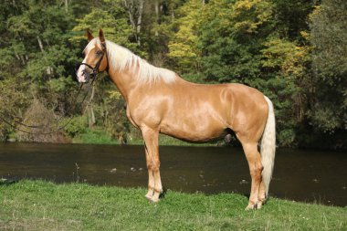 Sarışın saçlı güzel inanılmaz palomino warmblood