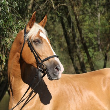 Sarışın saçlı güzel inanılmaz palomino warmblood