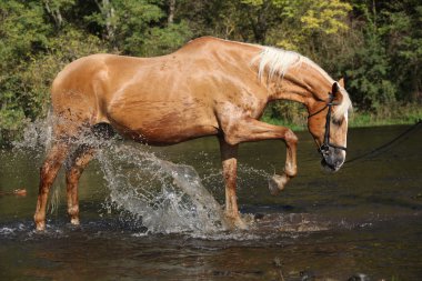 Suda oynarken güzel palomino warmblood