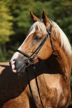 Sarışın saçlı güzel inanılmaz palomino warmblood