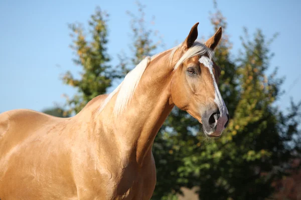 Geweldige palomino paard met blond haar — Stockfoto
