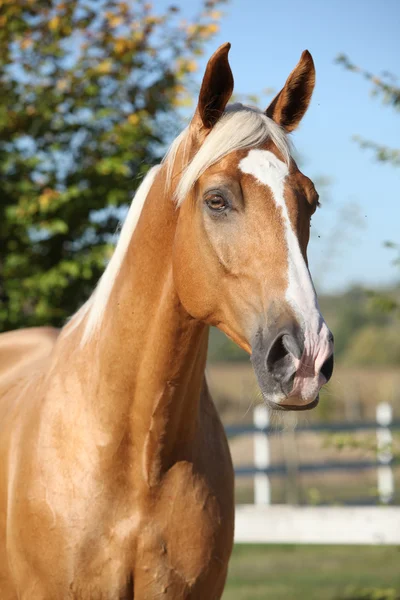 Fantastiska palomino häst med blont hår — Stockfoto