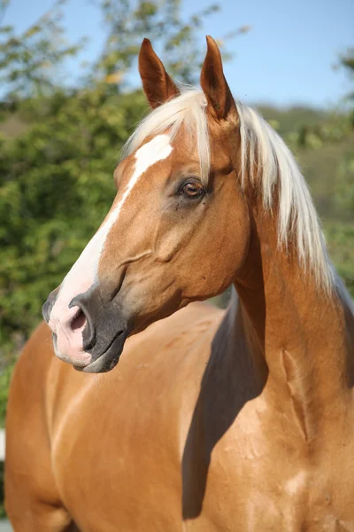 Fantastiska palomino häst med blont hår — Stockfoto