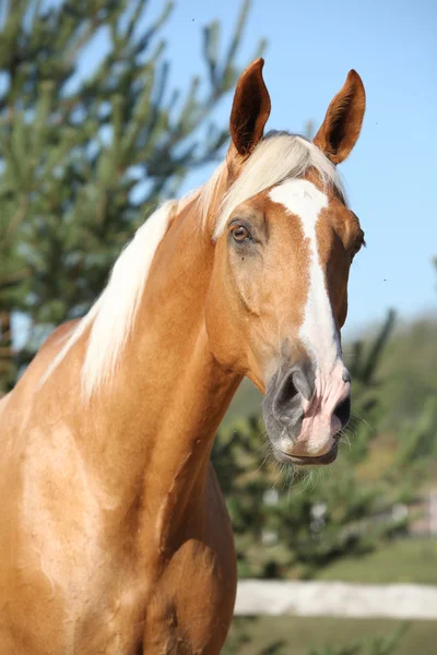 Incrível cavalo palomino com cabelo loiro — Fotografia de Stock