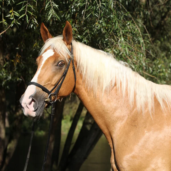 Wunderschönes Palomino Warmblut mit blonden Haaren — Stockfoto