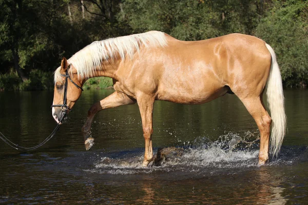 Palomino miło warmblood bawiące się w wodzie — Zdjęcie stockowe