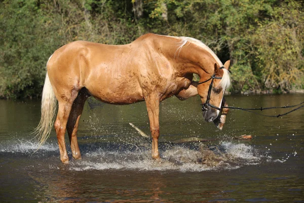 Nice palomino warmblood playing in the water — Stock Photo, Image