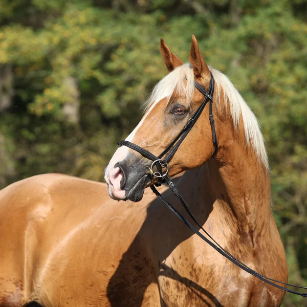 Krásný úžasné warmblood palomino s blond vlasy — Stock fotografie