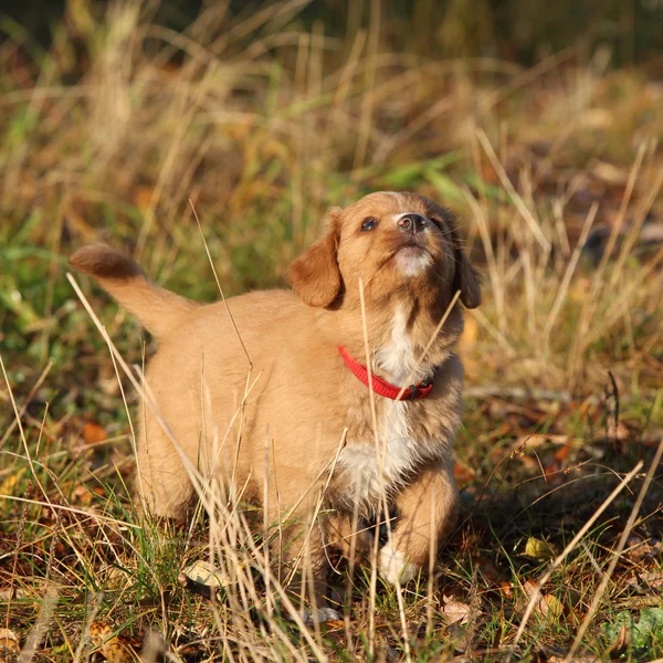 Hermoso cachorro de Nueva Escocia en la naturaleza —  Fotos de Stock