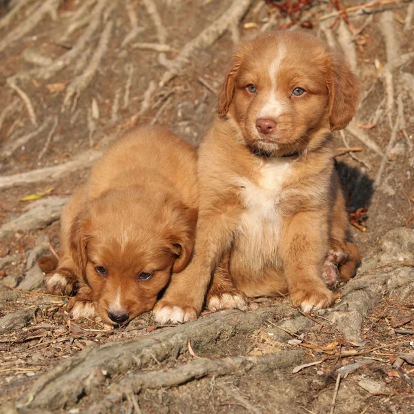 Nuova Scozia Duck Tolling Retriever — Foto Stock