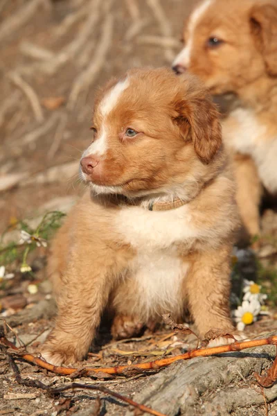 Retriever de peaje de pato de Nueva Escocia —  Fotos de Stock