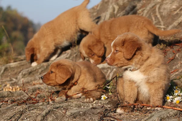 Hermosos cachorros de Nueva Escocia en la naturaleza —  Fotos de Stock