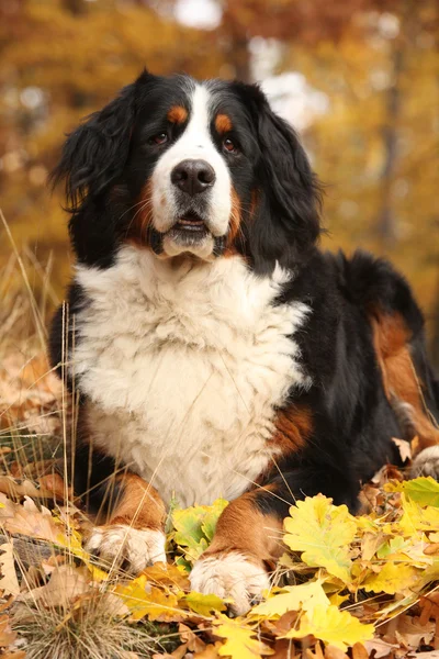 Amazing bernese mountain dog lying in autumn forest — Stock Photo, Image