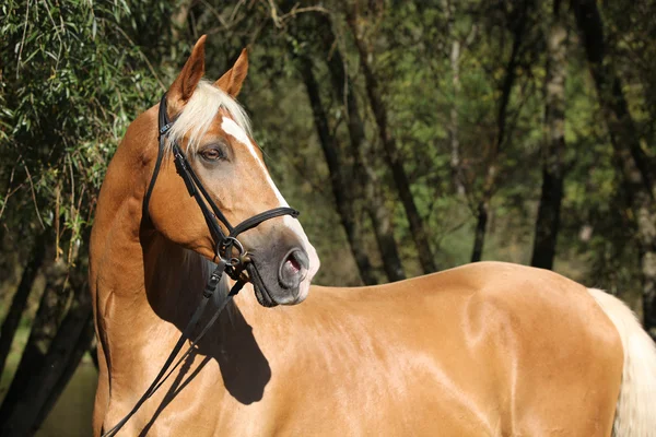 Wunderschönes Palomino Warmblut mit blonden Haaren — Stockfoto