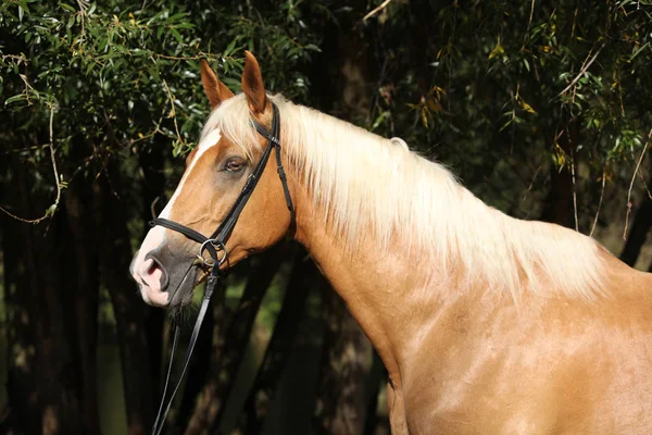 Beautiful amazing palomino warmblood with blond hair — Stock Photo, Image