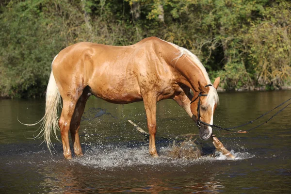 Nice palomino warmblood playing in the water — Stock Photo, Image