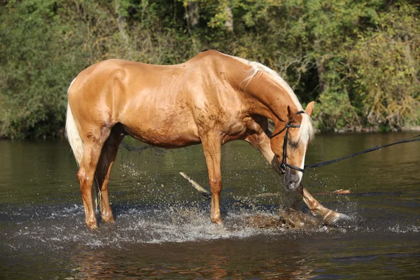 Suda oynarken güzel palomino warmblood