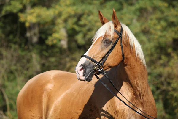 Vackra fantastiska palomino varmblod med blont hår — Stockfoto