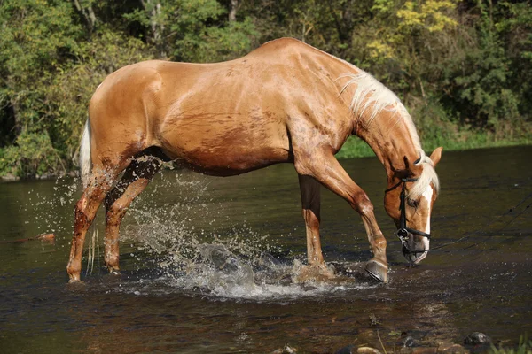 Suda oynarken güzel palomino warmblood