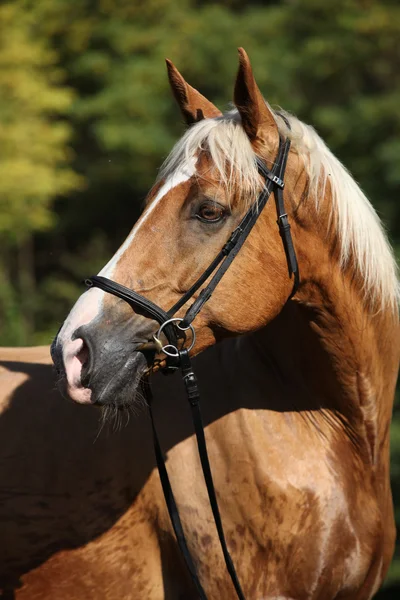 ブロンドの髪と美しい素晴らしいパロミノ warmblood — ストック写真