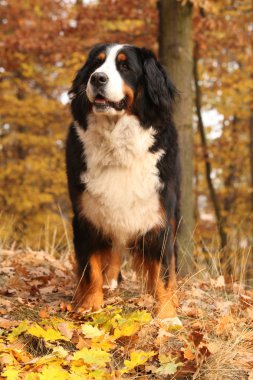 Muhteşem bernese dağ köpeği ayakta sonbahar ormandaki