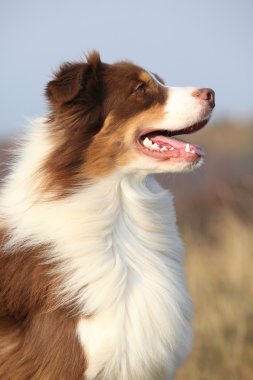 İnanılmaz güzel Avustralyalı çoban