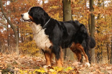 Muhteşem bernese dağ köpeği ayakta sonbahar ormandaki