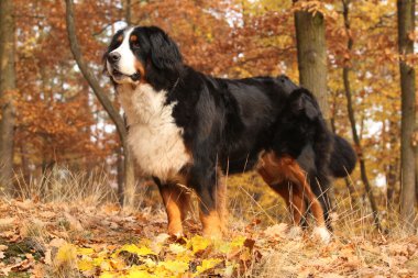 Muhteşem bernese dağ köpeği ayakta sonbahar ormandaki