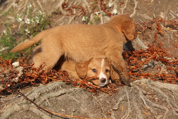 Gorgeous puppies of Nova Scotia in nature — Stock Photo, Image