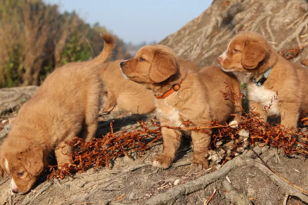 Lindos cachorros da Nova Escócia na natureza — Fotografia de Stock