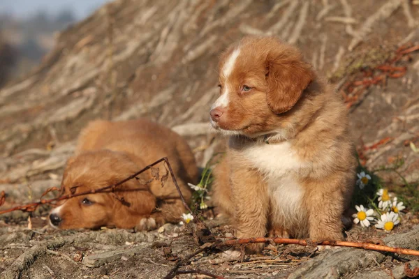 Retriever de peaje de pato de Nueva Escocia — Foto de Stock