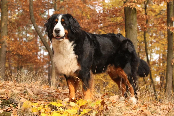 Muhteşem bernese dağ köpeği ayakta sonbahar ormandaki — Stok fotoğraf