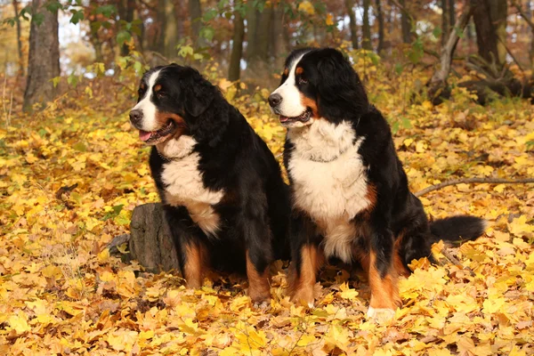 Increíble perro de montaña bernés sentado juntos — Foto de Stock