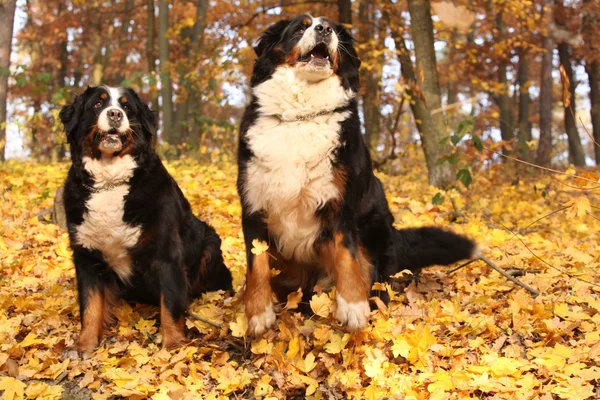 Incredibile cane di montagna bernese seduto insieme — Foto Stock