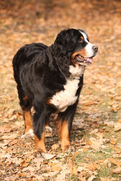 Gorgeous bernese mountain dog standing in autumn forest — Stock Photo, Image